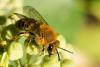 Colletes hederae